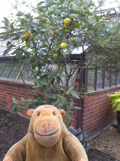Mr Monkey looking at the lemon tree beside the greenhouses
