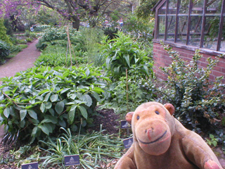 Mr Monkey looking at the poisonous plants beside the greenhouses