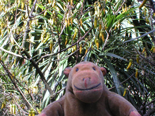 Mr Monkey looking at an Australasian tree