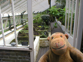 Mr Monkey looking around the Cool Fernery
