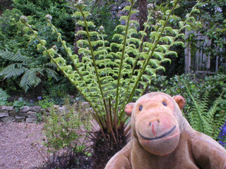 Mr Monkey looking at the soft shield-fern