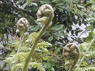 Crosiers unfurling on the soft shield-fern