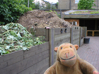 Mr Monkey looking at the compost bins