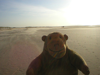 Mr Monkey looking along the beach at Wenduine