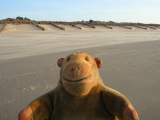 Mr Monkey looking at sand dunes outside De Haan
