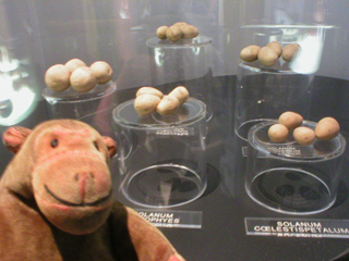 Mr Monkey looking at models of the earliest cultivated potatoes
