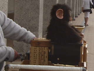 The organ-grinder's monkey