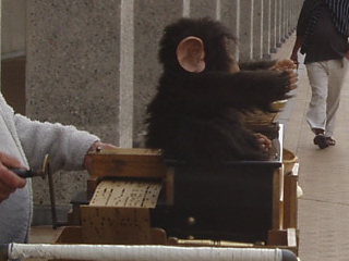 The organ-grinder's monkey with its arms raised