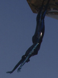 The blue swimmer hanging from the underside of the Wave