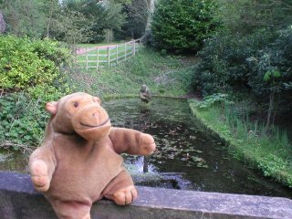 Mr Monkey overlooking a pond