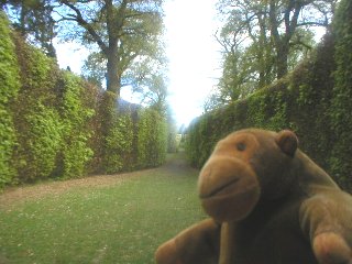 Mr Monkey in the Serpentine Hedge