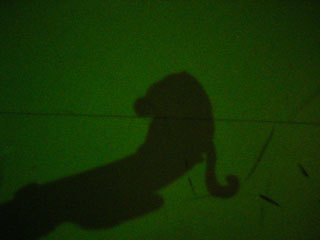 Mr Monkey's shadow by itself