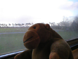 Mr Monkey returning to Ipswich by train