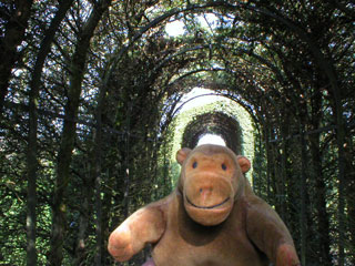 Mr Monkey in the Yew Tunnel