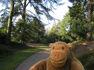 Mr Monkey in the Pinetum