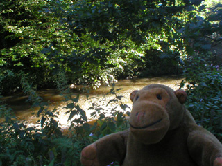 Mr Monkey watching the River Bollin