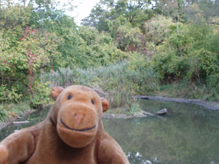 Mr Monkey in front of a pond