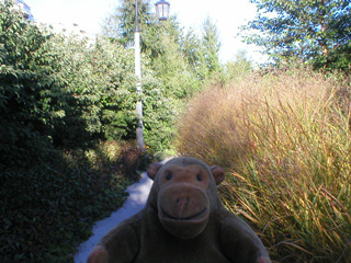 Mr Monkey on a path between tall grasses and plants