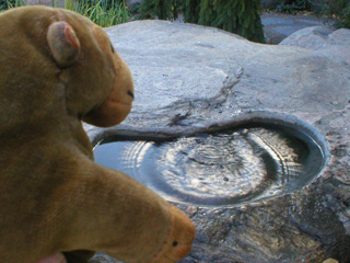 Mr Monkey looking at ripples in a pool