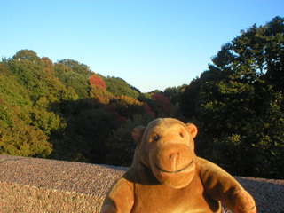 Mr Monkey looking at trees from a bridge