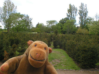 Mr Monkey in a small yew maze