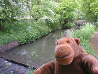 Mr Monkey beside a small stream