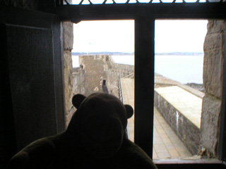 Mr Monkey looking out of the South Tower at the east curtain wall
