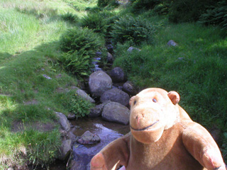 Mr Monkey watching a stream on a hillside
