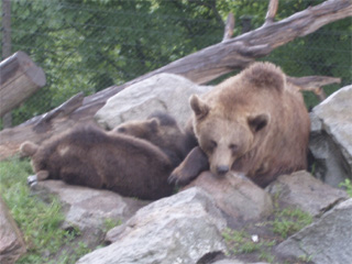A family of bears slumbering on a rocky outcrop