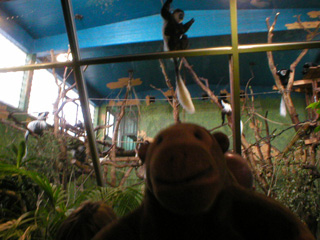 Mr Monkey looking at a room full of Colobus monkeys