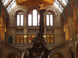 The Diplodocus in the Central Hall
