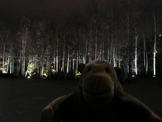 Mr Monkey looking at illuminated trees outside the Tate Modern