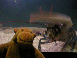 Mr Monkey ignoring an angry lobster