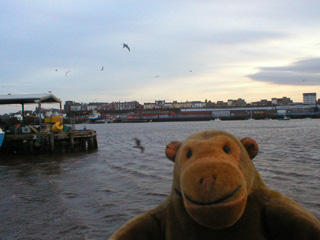 Mr Monkey looking across the Tyne