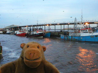 Mr Monkey looking at trawlers moored at the Fish Quay
