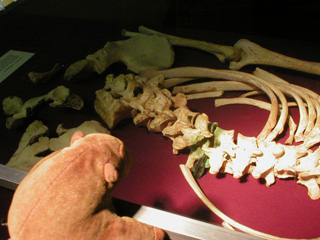 Mr Monkey examining a skeleton