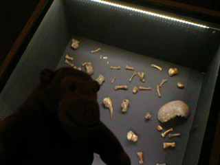 Mr Monkey looking at a hole in the floor filled with bone fragments