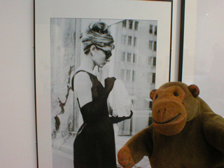 Mr Monkey examining an Audrey Hepburn film still
