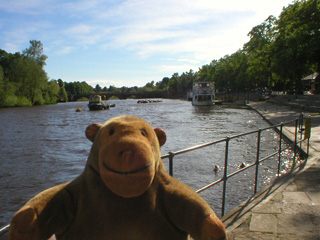 Mr Monkey looking back at cruise boats moored at the Groves