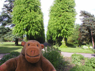 Mr Monkey looking at an arcade of trees in Grosvenor Park