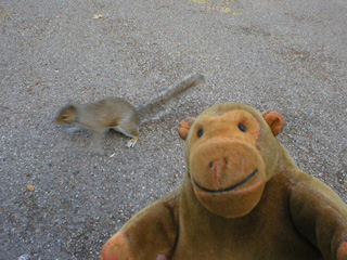 Mr Monkey dodging a squirrel