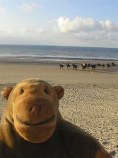 Mr Monkey watching horses on the beach at Westende