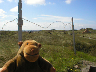 Mr Monkey looking across the dunes of the Domein