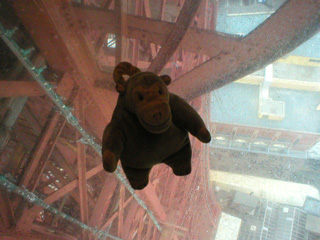 Mr Monkey sitting on the glass floor