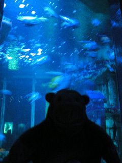 Mr Monkey looking at fish in a giant blue tank