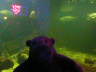 Mr Monkey looking at fish in a smaller green tank