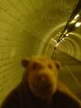 Mr Monkey under the Thames